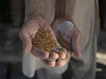 Asian buyers turn to Australian, Argentine wheat amid Black Sea disruptions