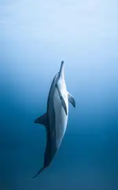 India’s top 9 water animals that will leave nature lovers awestruck