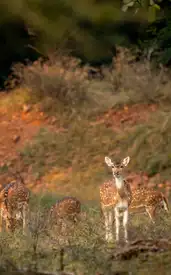9 national parks in India every wildlife lover must visit