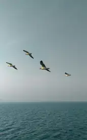 8 Best Coastal Sanctuaries in India for Exploring Marine Wildlife