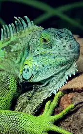 9 endangered exotic animals found only in Asia