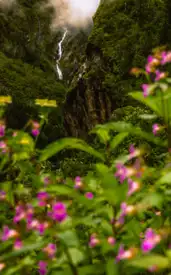 8 perfect plants to grow during the monsoon season​