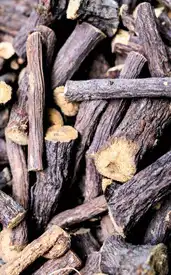 ​“Root of immortality”: 6 benefits of giloy (“Amrita”)