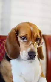 9 highly smart animals you didn’t know about