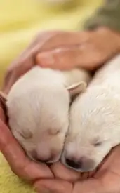 9 cutest baby animals you’ll wish you could cuddle