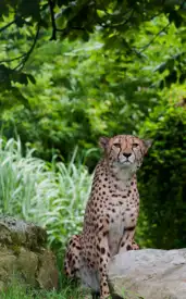 Unbelievable Speed: The 8 Fastest Animals That Will Blow Your Mind!