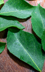 9 crazy health benefits of curry leaves