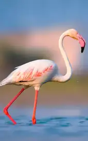 7 most famous bird sanctuaries in India every traveller must visit