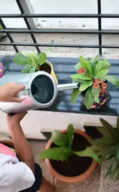6 gardening tips for beautiful balcony gardens
