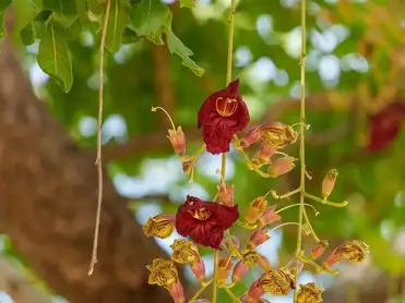 IFS officer spots African tree in India, its unusual name sparks memories of Delhi’s Sunder Nursery. The trees seeds are loved by rhinos and hippos