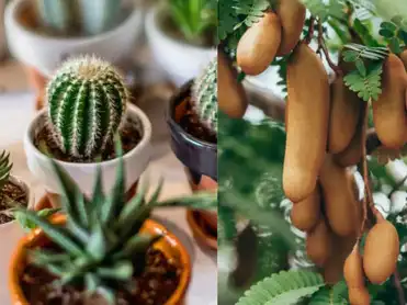 8 indoor plants that are said to bring bad luck, negative energy in your home