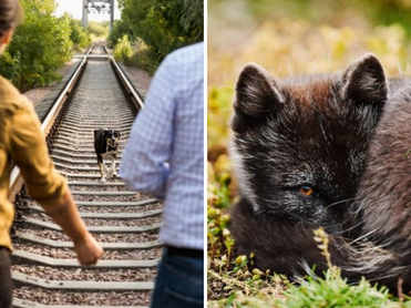 Airbnb goes wild with 1,000 new 'Animal Experiences', will let you rescue Chernobyl's lost pets, spot Arctic foxes