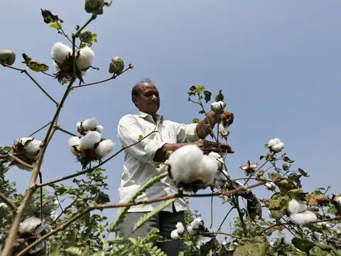 India extends cotton import duty exemption till December 31 to ease textile costs