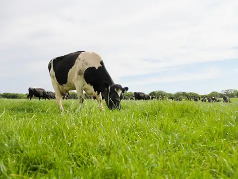 How New Zealand became global laboratory for climate friendly cows
