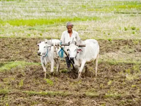 Weak monsoon threat looms; food inflation fears rise