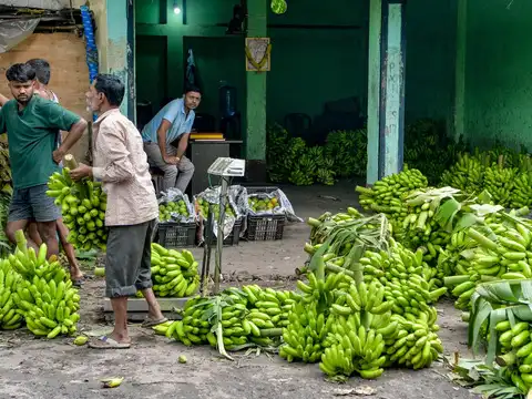 Govt mulls FDI liberalisation in plantation sector