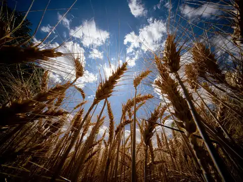 Wheat extends July rally as war risks stoke fears over supply