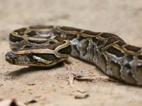 177 Burmese pythons weighing 8,080 pounds removed from the Everglades in Florida: Here&rsquo;s how scientists pulled off this benchmark operation in a few months