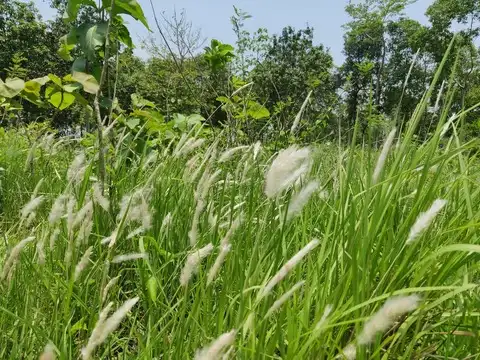In 1921, America introduced cogongrass as a forage crop; later used for soil control, the invasive grass now covers more than 1 million acres in Florida