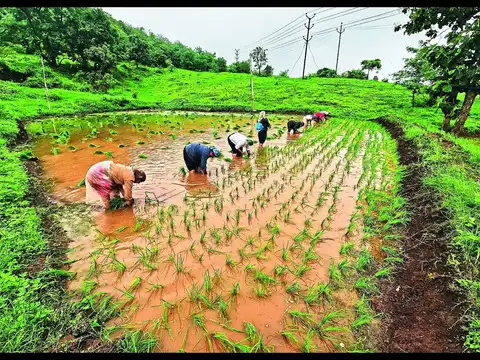 Kharif sowing picks up, but still 21% below last year