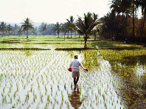 A $10-billion bounty: Why rice is set to give India rich dividends