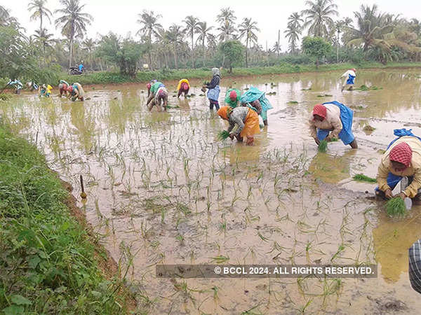 Reform, or backtracking on reform, unlikely to help small farmers