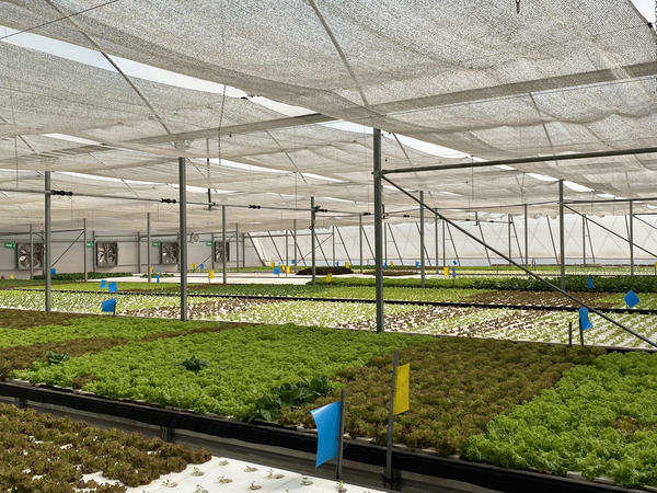 With managed greenhouse farms, Clover wants to help you eat right