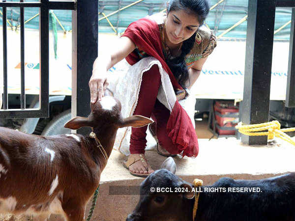 Inside India's cutting-edge cow 'factory'