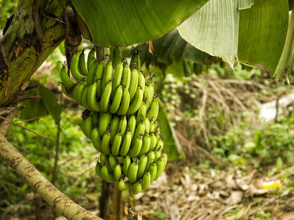 India is the largest producer of bananas. But Ecuador and the Philippines rule the global market