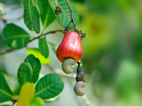 Urrak, the fruity cashew drink, is Goa's summer favourite, more than its well-known sibling feni