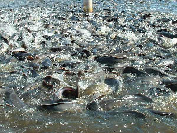 India is fast becoming an aquaculture hub, but quality issues could play spoiler