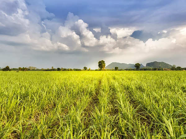 Food versus fuel: Global Biofuel Alliance sparks off a debate on Indian conditions