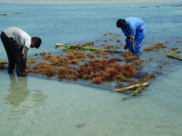 Once considered a ‘nuisance’, seaweed grows into a $7.5-billion opportunity for India
