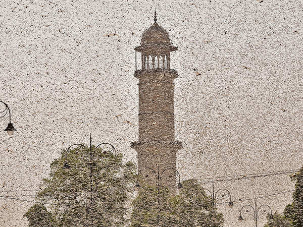 Locust attack ahead of the sowing season: at the receiving end are farmers and the economy