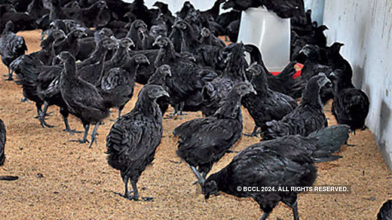 Kadaknath How Kadaknath Chicken From Naxal Hit Dantewada Could Be