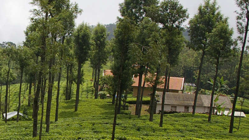 West Bengal Draws Plan To Support Closed Tea Garden Workers - 