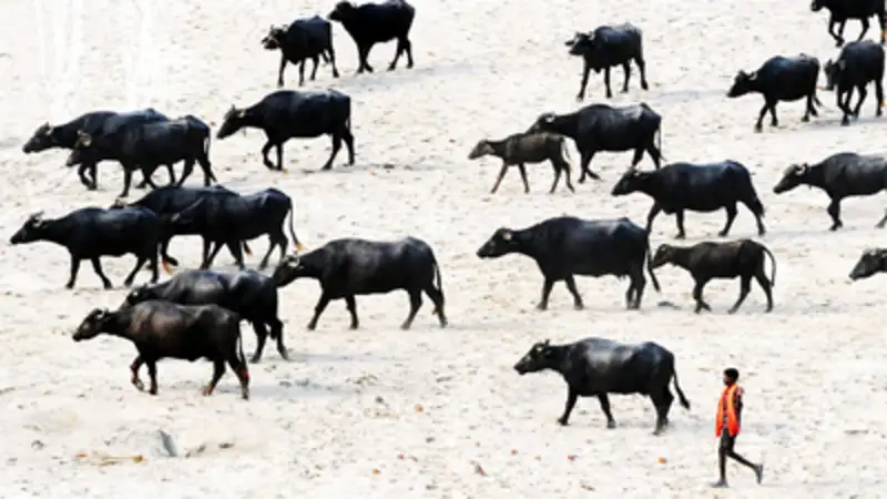 India's livestock population drops by 3.33 per cent India's livestock population drops by 3.33 per cent