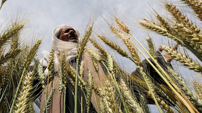 Low Temperatures To Boost Wheat Crop The Economic Times - 