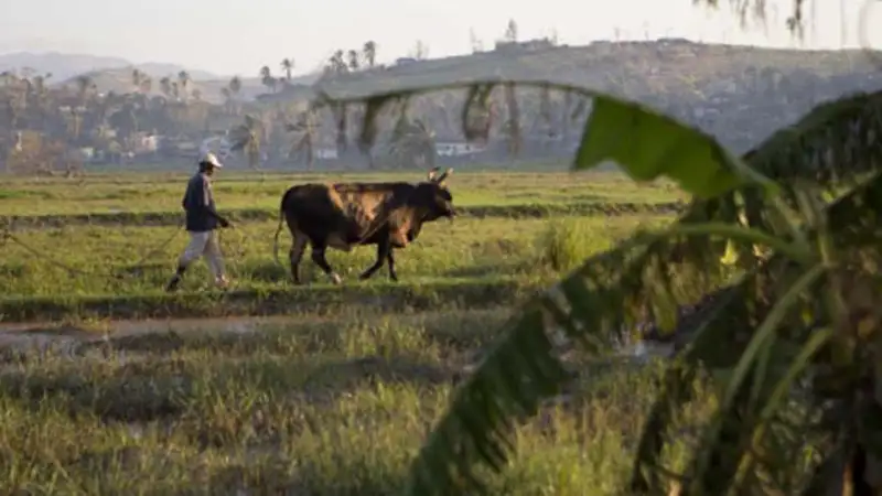 Groom wanted: Trader, peon… anyone but a farmer Groom wanted: Trader, peon… anyone but a farmer