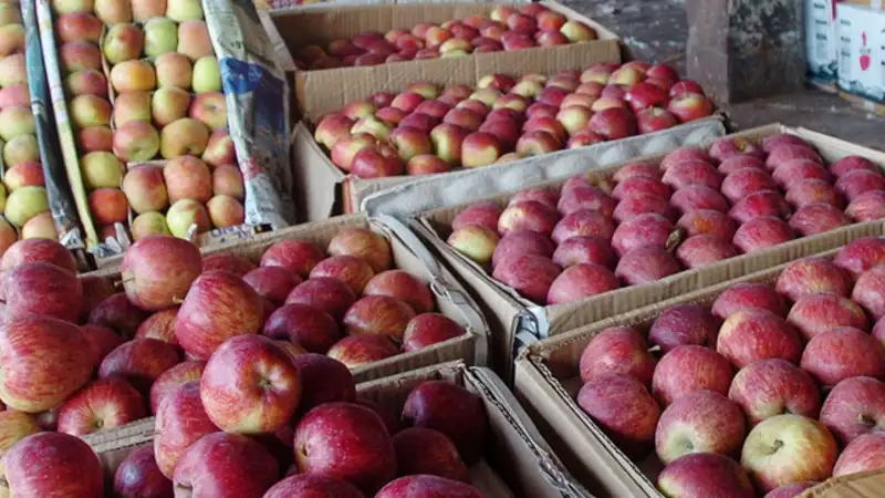 Apple cultivation in himachal pradesh pdf picture