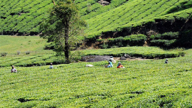 Tea Estates In Assam And West Bengal To Benefit From Rain - 