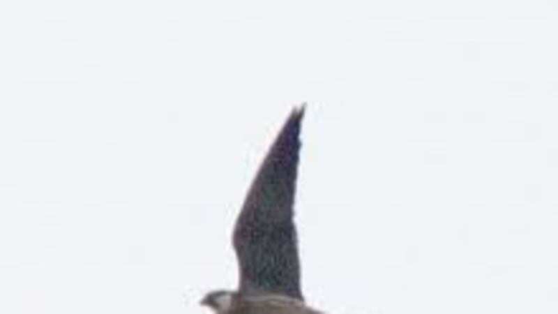 Amur Falcon!   s Sighted In Nagaland The Economic Times - 