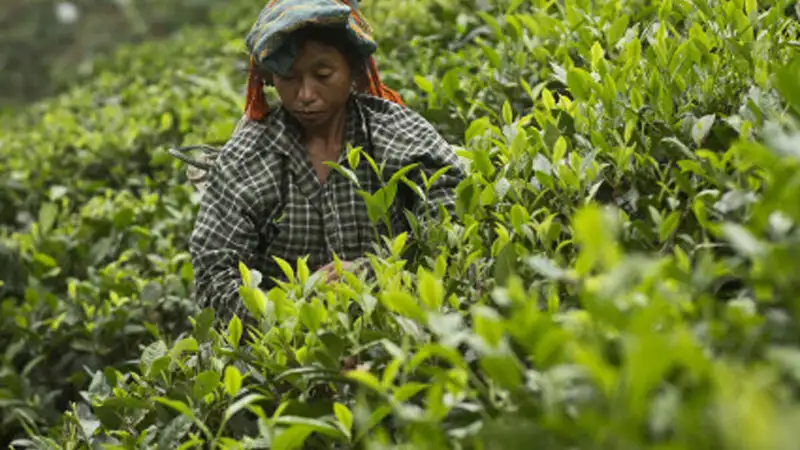 TDS on cash withdrawal to compromise the liquidity of tea estates TDS on cash withdrawal to compromise the liquidity of tea estates