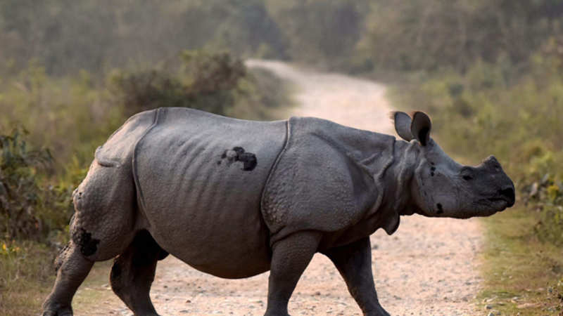 Kaziranga Report Gets Bbc Banned For 5 Years The Economic Times - 