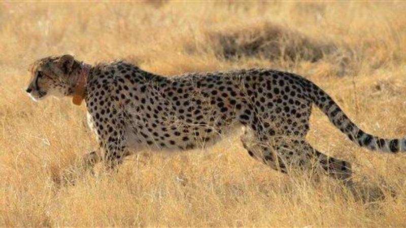 African Leopard Dies Due To Kidney Failure In Junagadh Zoo The - 