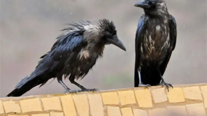 Economy Class Crow