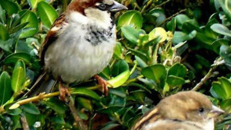 World Sparrow Day Will Sparrows Ever Return To This Temple Named - 