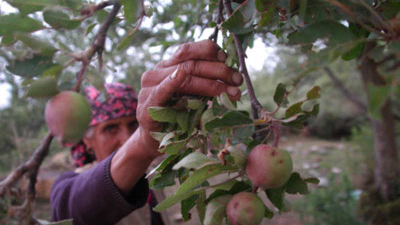 Image result for picture of an apple with cropping