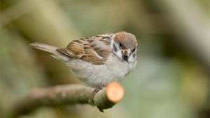 Chirp Chirp Sparrows Are Back The Economic Times - 