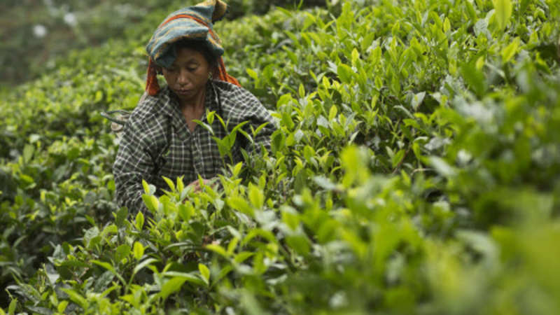Tea Drought In Kenya May Be A Big Boon For Indian Tea The - 